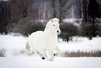 Icelandic Horse in snow