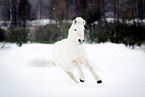 Icelandic Horse in snow