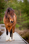 Icelandic horse