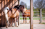 Icelandic horses