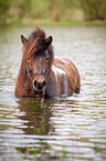 bathing Icelandic horse