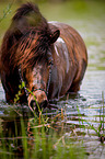 bathing Icelandic horse