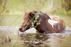 bathing Icelandic horse