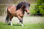trotting Icelandic horse