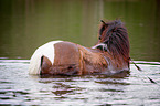 bathing Icelandic horse