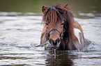 bathing Icelandic horse