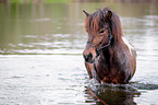bathing Icelandic horse