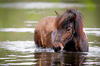 bathing Icelandic horse