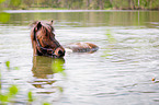 bathing Icelandic horse