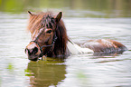 bathing Icelandic horse