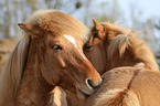 2 Icelandic Horses