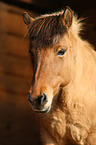 Icelandic Horse