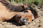 lying Icelandic Horse