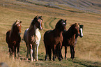 Icelandic Horses