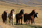 Icelandic Horses