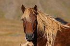 Icelandic Horse Portrait
