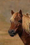 Icelandic Horse Portrait