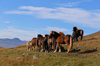 Icelandic Horses