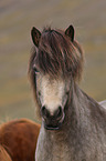 Icelandic Horse Portrait
