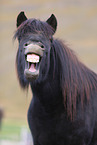 Icelandic Horse Portrait