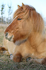 lying Icelandic Horse