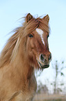 Icelandic Horse Portrait