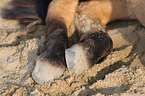 Icelandic Horse hoofs