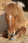 lying Icelandic Horse