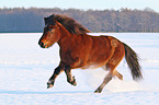 galloping Icelandic horse
