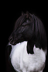 Icelandic horse portrait