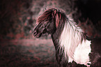 Icelandic horse portrait