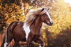 Icelandic horse portrait