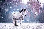Icelandic horse