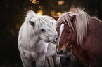 2 Icelandic horses
