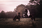 2 Icelandic horses