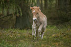 Icelandic horse foal