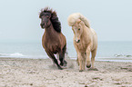 Icelandic horses