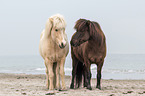 Icelandic horses