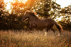 galloping Icelandic horse