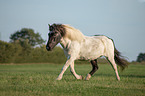 trotting Icelandic horse