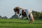 bucking Icelandic horse