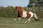 galloping Icelandic horse