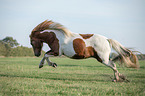 galloping Icelandic horse