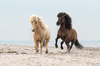 Icelandic horses