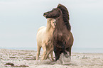 Icelandic horses