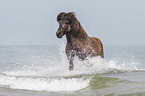 galloping Icelandic horse