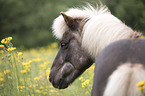 Icelandic Horse portrait