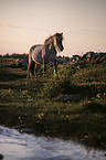 Icelandic Pony