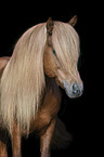 Icelandic Horse