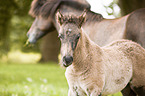 Icelandic horse